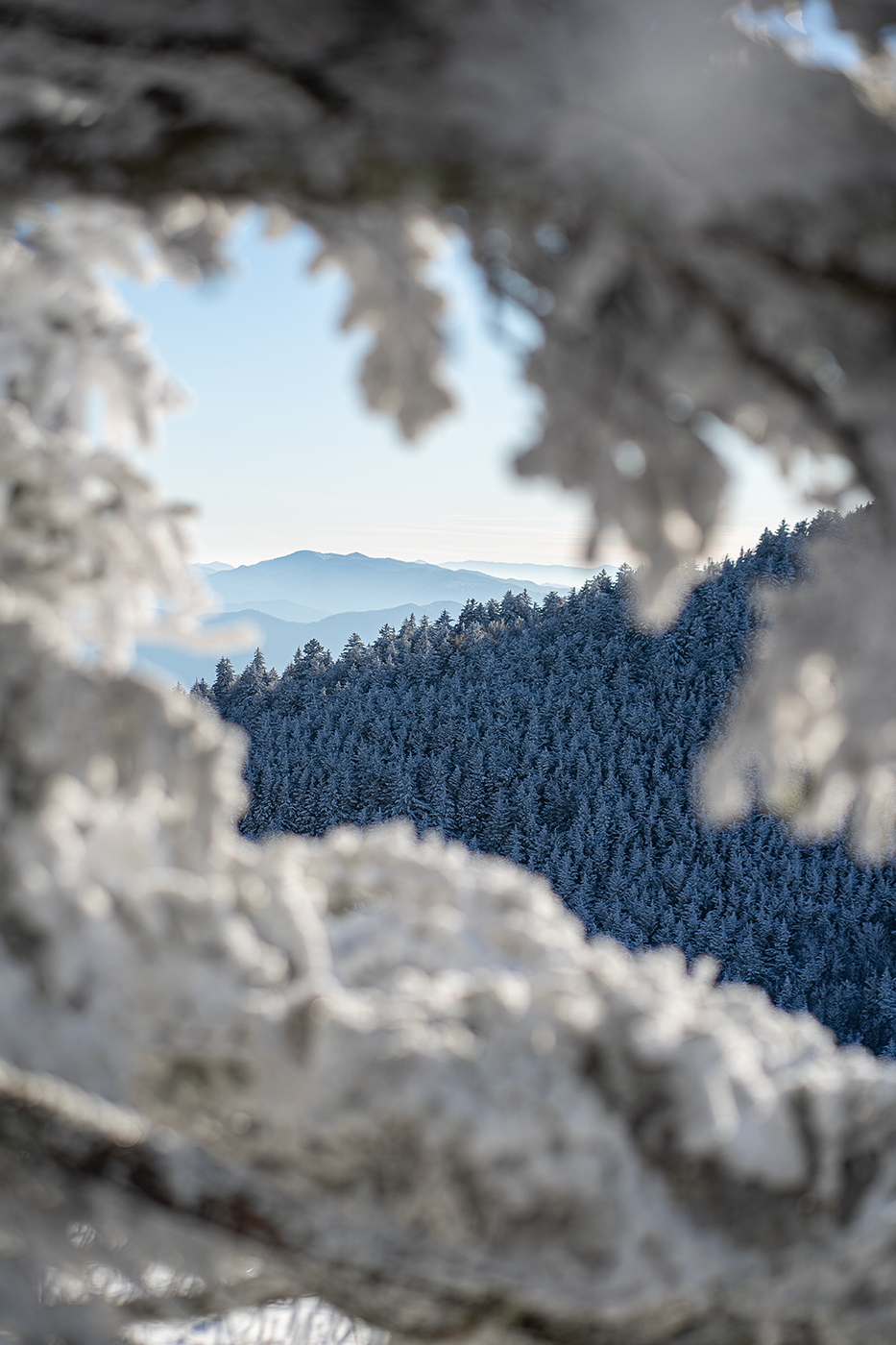 Roan Mountain Snow Photo